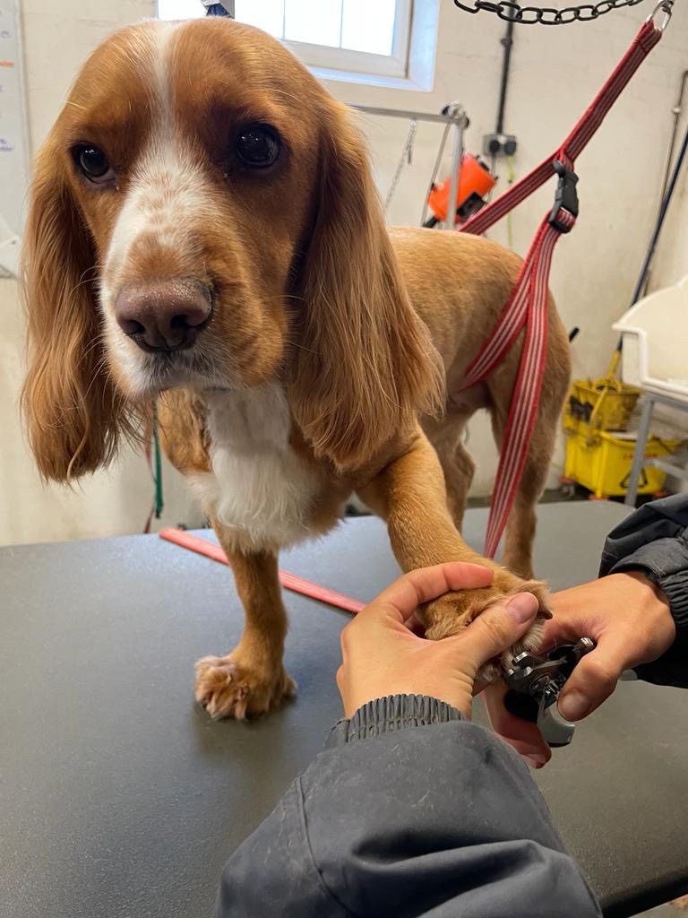 Photo Gallery | World of Cocker Spaniels