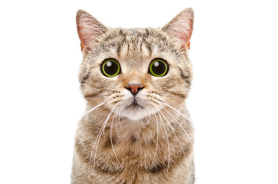 A picture of a pale brown tabby cat looking at the camera with a perturbed expression